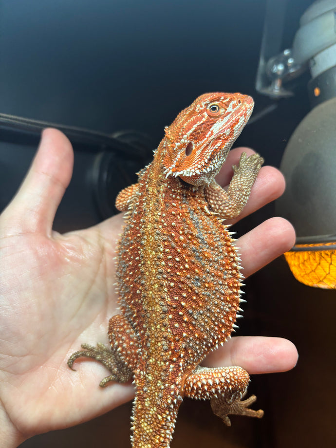 Dunner Female (Lolly)