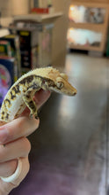 Load image into Gallery viewer, Male Lily White Crested Gecko (Kasper)
