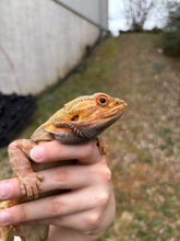 Load image into Gallery viewer, Adult Translucent Leatherback Male (Ricky)

