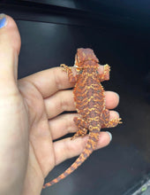 Load image into Gallery viewer, Red Monster Male
