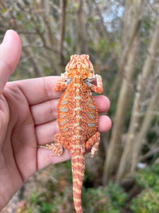 Hypo Male (Charlie)