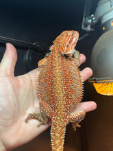 Load image into Gallery viewer, Dunner Female (Lolly)
