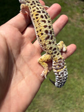 Load image into Gallery viewer, Female MBD Leopard Gecko (Luna)
