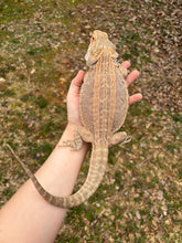 Load image into Gallery viewer, Adult Genetic Stripe Female (Riley)
