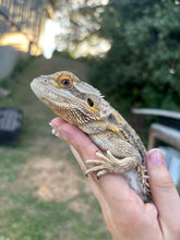 Load image into Gallery viewer, Rescue Female (Sally)
