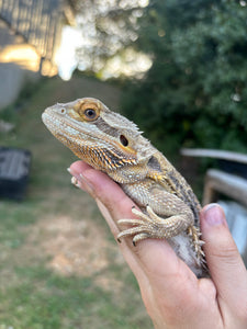 Rescue Female (Sally)