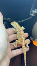 Load image into Gallery viewer, Hypo Citrus Female (Ella)

