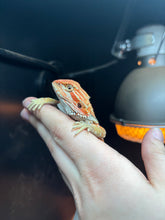 Load image into Gallery viewer, Orange Female (Becca)
