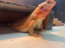 Load image into Gallery viewer, Adult Translucent Female
