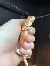 Load image into Gallery viewer, Red/Orange Female (lilly)
