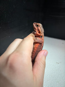 1/2 Red Monster translucent Female leatherback (Diamond)
