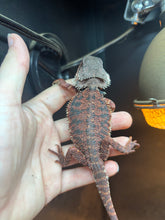 Load image into Gallery viewer, Red Monster Male (Blaze)
