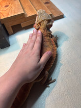 Load image into Gallery viewer, Adult Translucent Female
