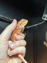 Load image into Gallery viewer, Orange Hypo Female
