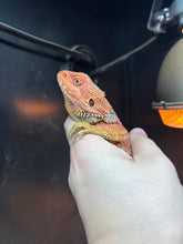 Load image into Gallery viewer, Red Male (Drake)

