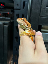 Load image into Gallery viewer, Orange Male (Pringle)
