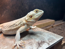 Load image into Gallery viewer, Leatherback Witblit Female (Fiona)
