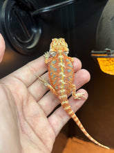 Load image into Gallery viewer, Pos Female (Dolly)
