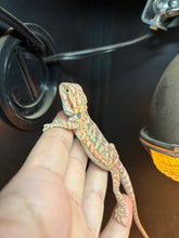 Load image into Gallery viewer, Leatherback Possible Female (Adeline)
