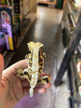 Load image into Gallery viewer, Male Lily White Crested Gecko (Kasper)
