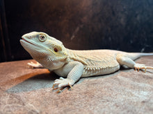 Load image into Gallery viewer, Leatherback Witblit Female (Fiona)
