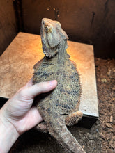 Load image into Gallery viewer, RESCUE Female (Crystal)
