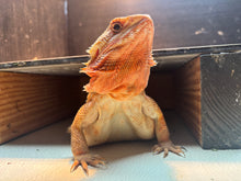 Load image into Gallery viewer, Adult Translucent Female
