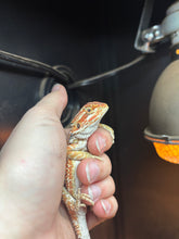 Load image into Gallery viewer, Orange Male (Joe)
