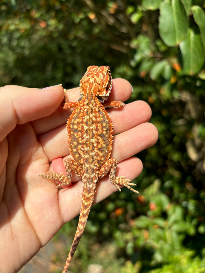 Half Red Monster Dunner leatherback Female (Radia)