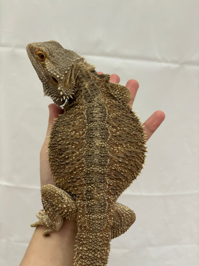 RESCUE MALE (Cleo)