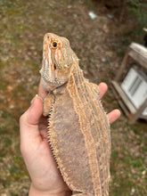 Load image into Gallery viewer, Adult Genetic Stripe Female (Riley)
