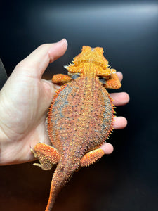 Dunner Female (opal)