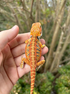 Orange Blue Bar Female (Val)