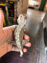Load image into Gallery viewer, Female Crested Gecko "Kinky Tail" (Stella)

