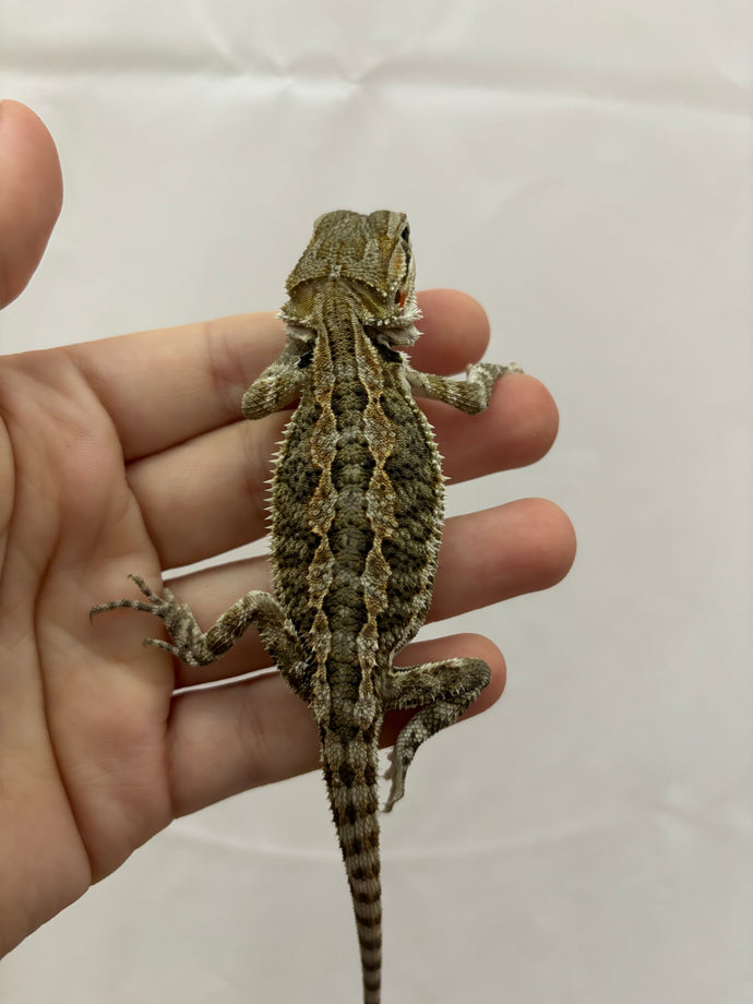 Normal Male (Rex)