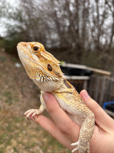 Load image into Gallery viewer, Adult Female (Alice)
