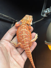 Load image into Gallery viewer, Orange Hypo Female
