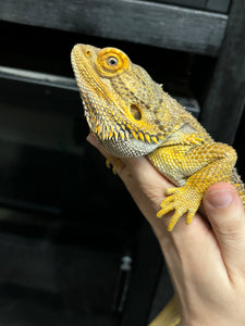 Yellow Hypo Male (boomba)