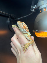 Load image into Gallery viewer, Leatherback Female (Cecelia)
