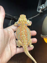 Load image into Gallery viewer, Hypo Dunner Female (Polly)
