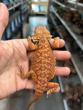 Load image into Gallery viewer, 1/2 red monster leatherback male (Rango)
