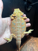 Load image into Gallery viewer, Hypo Male (Mike)
