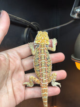 Load image into Gallery viewer, Hypo Citrus Female (Ella)
