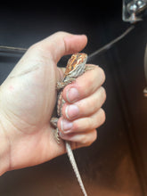 Load image into Gallery viewer, Dunner Leatherback Male
