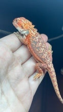 Load image into Gallery viewer, Female Dunner (Bri)

