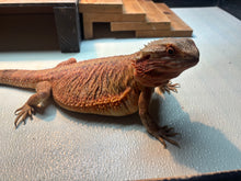 Load image into Gallery viewer, Adult Translucent Female
