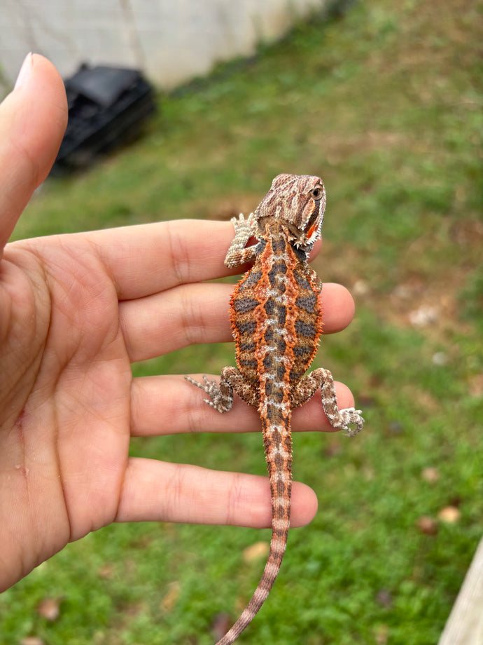 Possible Male (Charlie)