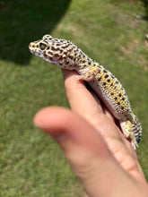 Load image into Gallery viewer, Female MBD Leopard Gecko (Luna)
