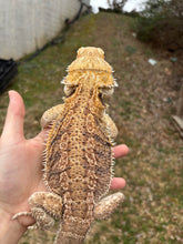 Load image into Gallery viewer, Adult Female (Alice)
