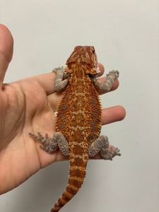 1/2 Red Monster Male (Draco)